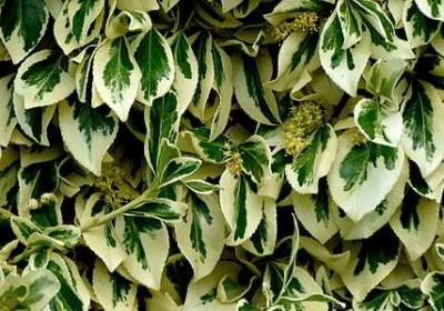 迟来的生日祝福语(通用38句)