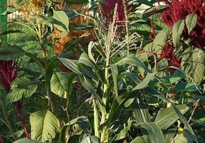 退休老师的祝福语(优选19句)