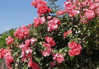 送给长辈温馨的祝福语(80句) 送给长辈温馨的祝福语(80句)