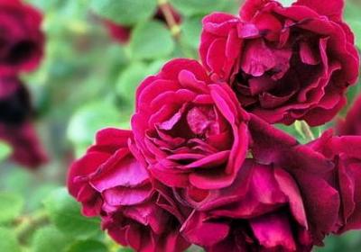 送给结婚新人的祝福语(精选47句) 送给结婚新人的祝福语(精选47句)