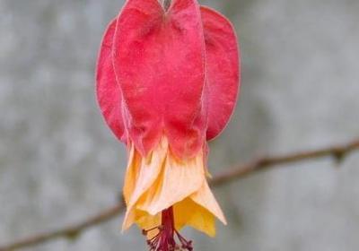 送老师礼物的祝福语(通用50句) 送老师礼物的祝福语(通用50句)