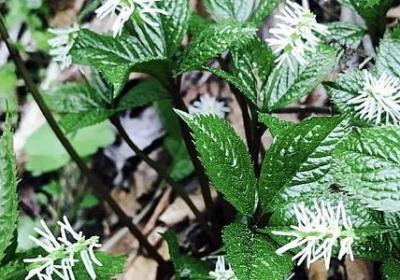 送给婆婆的祝福语(40句) 送给婆婆的祝福语(40句)