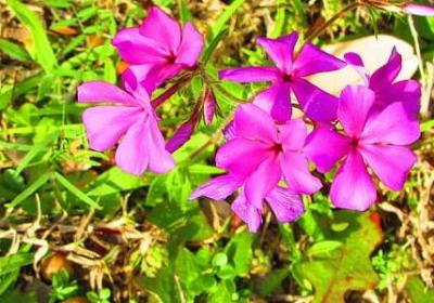 送战友祝福语(共50句) 送战友祝福语(共50句)