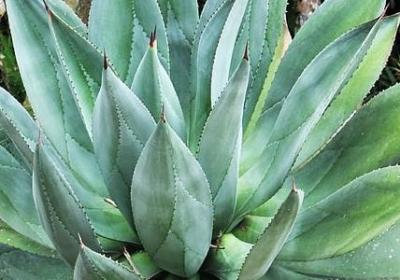 送给姐姐的生日祝福语(必备7句)