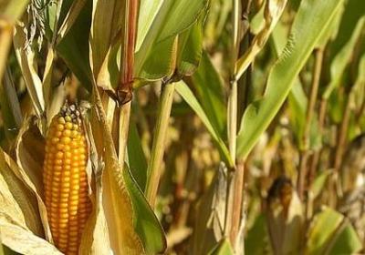 送老公的祝福语(50句) 送老公的祝福语(50句)