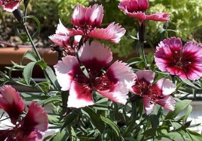 进新房子祝福语(精选40句) 进新房子祝福语(精选40句)