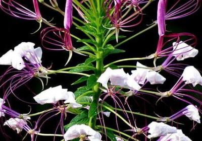 送给老板的祝福语(热门67句)