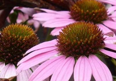 送朋友的祝福语八个字(热门59句)