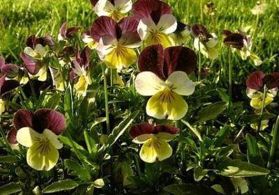 送给一对新人的祝福语(优选47句)