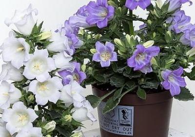 送新人的祝福语(优选39句)