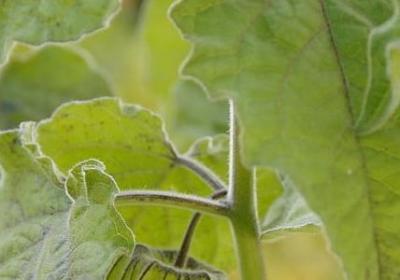 送给女儿的生日祝福语(优选40句)