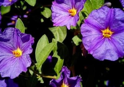 进新房祝福语(共50句)