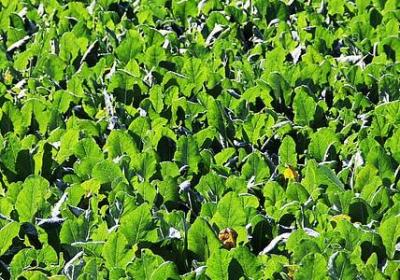 送给爷爷奶奶的祝福语(优选55句)