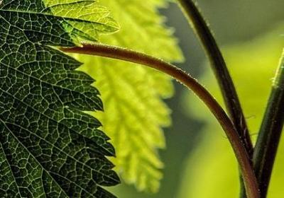 送给当兵的祝福语(60句)