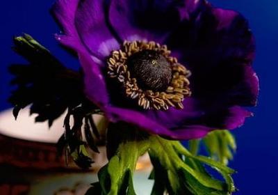 送台灯的美好的祝福语(40句)