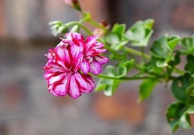 送给女人的生日祝福语(合集40句)