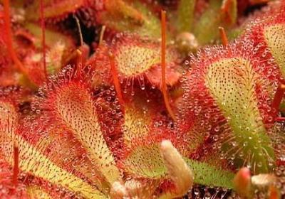 送姐姐的生日祝福语(推荐50句)