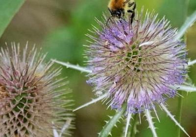 送给妹妹结婚祝福语(汇总11句)