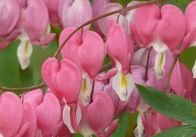 送哥哥生日祝福语(汇总50句)