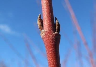 送玫瑰花祝福语(实用60句)
