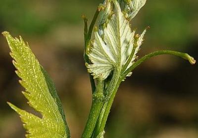 送给叔叔的生日祝福语(推荐10句)