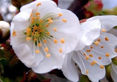 送姐姐生日祝福语(通用10句)