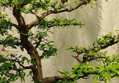 送给爱人的生日祝福语(必备50句)