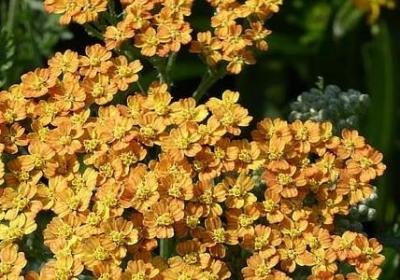 送老兵的祝福语(通用39句)