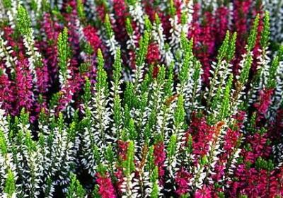 送老公生日祝福语(必备50句)