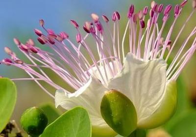 送玫瑰花的祝福语(优选40句)