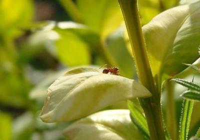 送给领导的祝福语(精选50句)