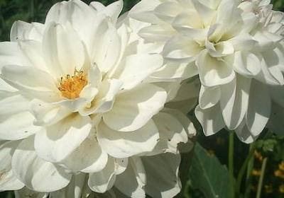 送朋友礼物的祝福语(通用40句)