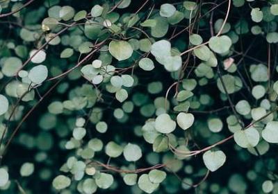 送给辅导员的祝福语(实用60句)