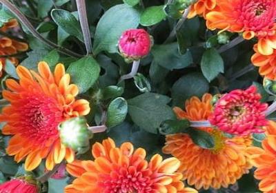 送给外甥的成长祝福语(精选52句)