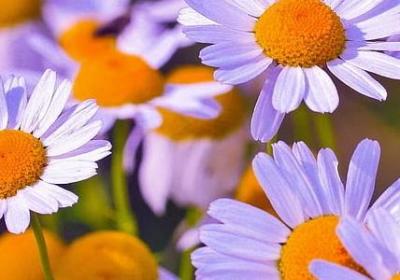 送给老师结婚祝福语(汇总40句) 送给老师结婚祝福语(汇总40句)