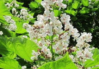 送给爷爷的生日祝福语(热门50句) 送给爷爷的生日祝福语(热门50句)