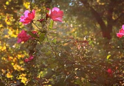 送给退休同事的祝福语(优选11句)