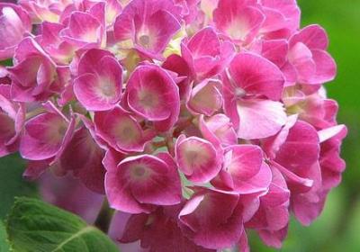 送女性朋友生日祝福语(精选59句)