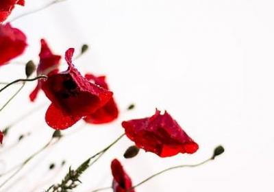 送新婚祝福语怎么写(汇总40句)