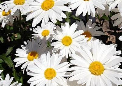 送给朋友生日的祝福语(优选77句)