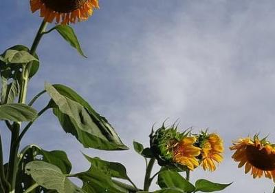 送给自己侄女的祝福语(优选11句)