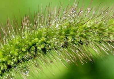 和玫瑰有关的唯美句子(40句)