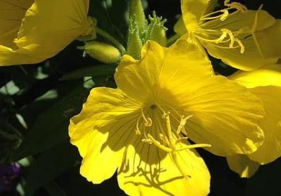 送手捧花祝福语(汇总50句)