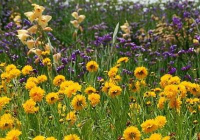 送给新娘新郎的祝福语(实用60句)