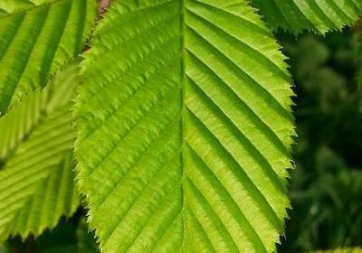 送老师鲜花贺卡祝福语(共40句)