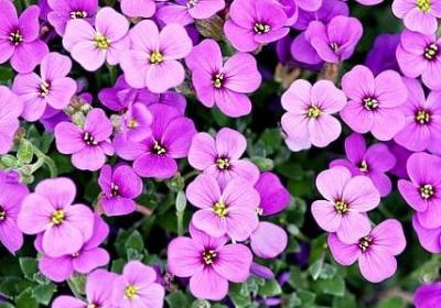 送给病人的祝福语(优选40句)