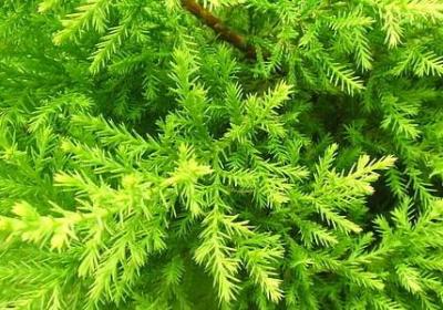 送给老师生日的祝福语(优选10句)