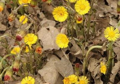 送给哥哥的生日祝福语(精选80句)