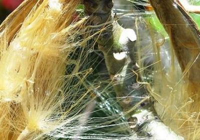 送妈妈生日祝福语(通用50句)