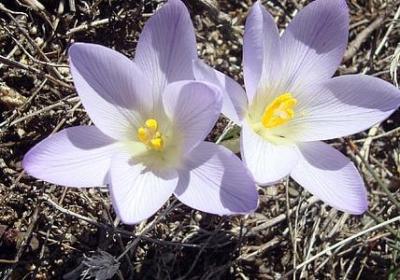 送给主播的祝福语(推荐60句)